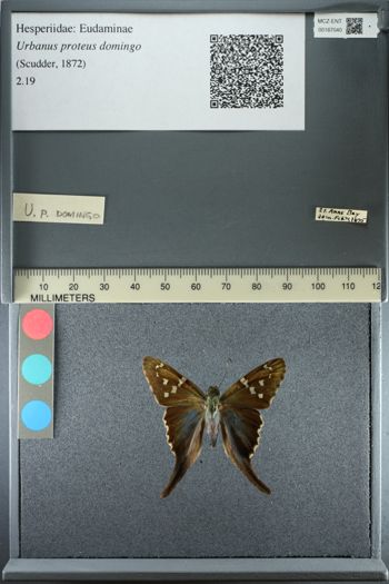 Media type: image;   Entomology 187040